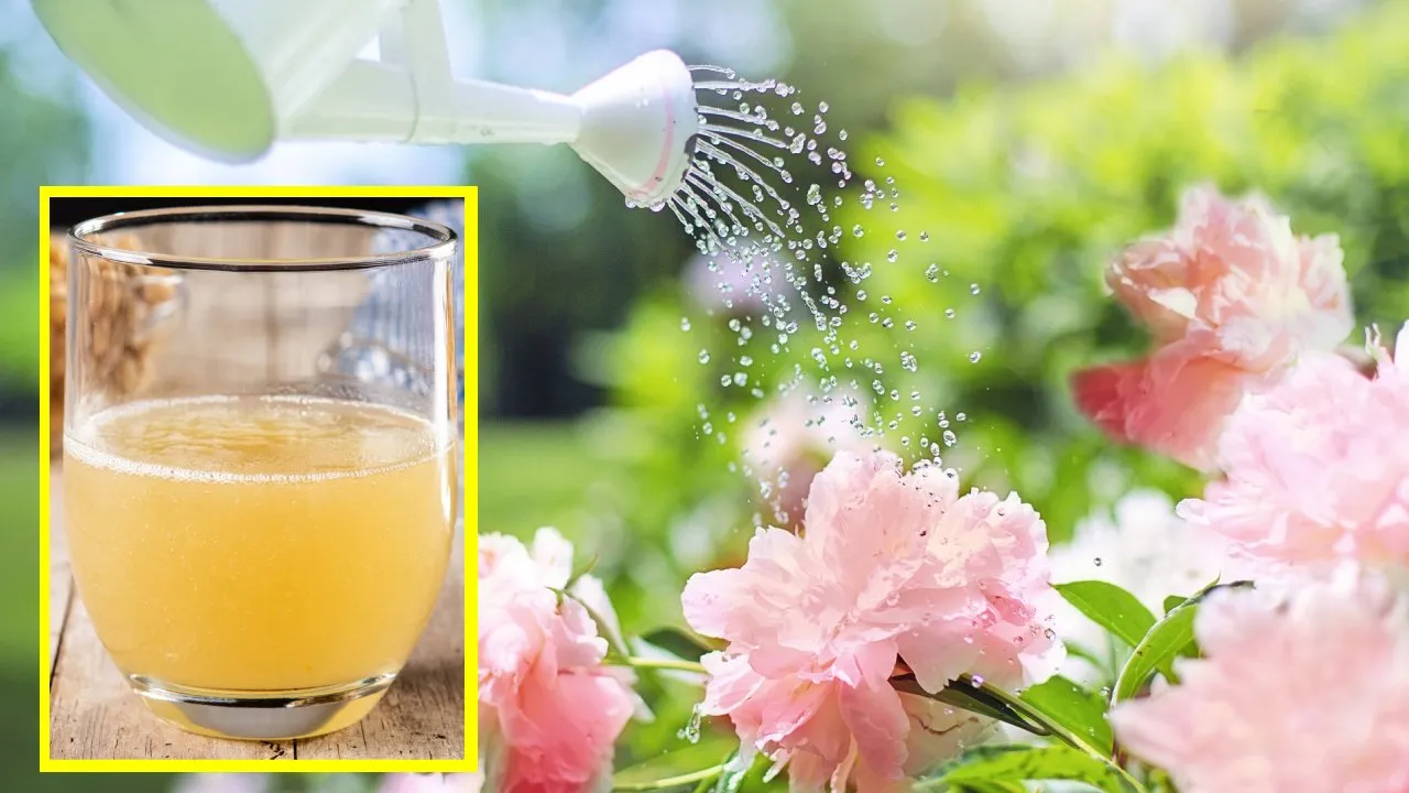 Mezcla potente y nutritiva para regar y hacer florecer tus plantas