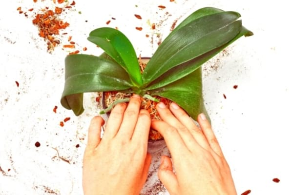 Mis 7 secretos para hacer florecer una orquídea una y otra vez