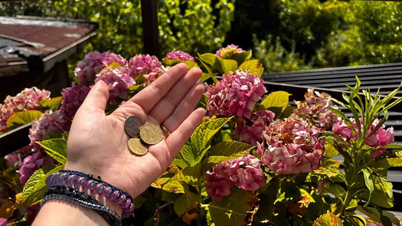Monedas de cobre en las flores del jardín: único lo que sucede en un mes