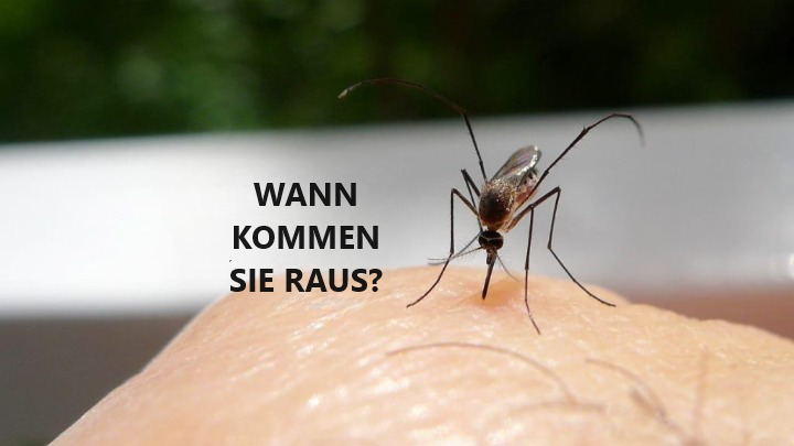 Mosquitos, ¿cuándo salen? El momento decisivo: todos aparecen en esta ocasión