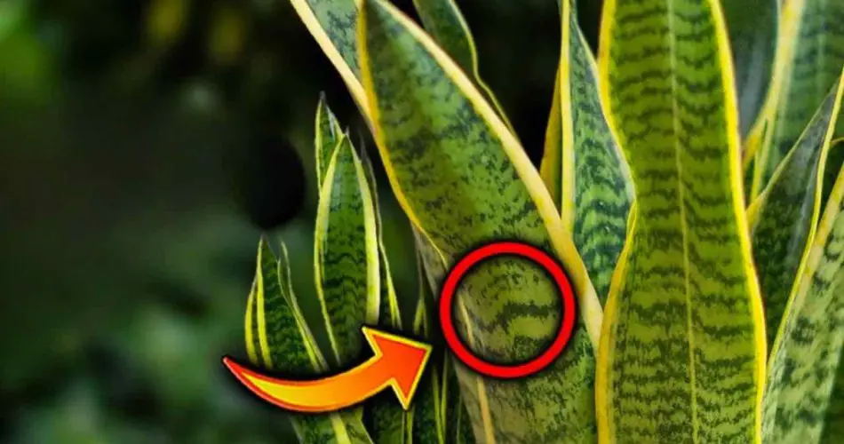 Nadie te ha revelado este secreto sobre la lengua de suegra: muy útil