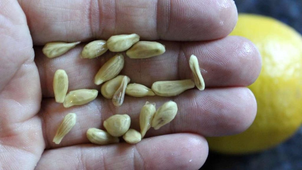 No cometas el error de desechar las semillas al exprimir limones: así resultan ser de gran valor