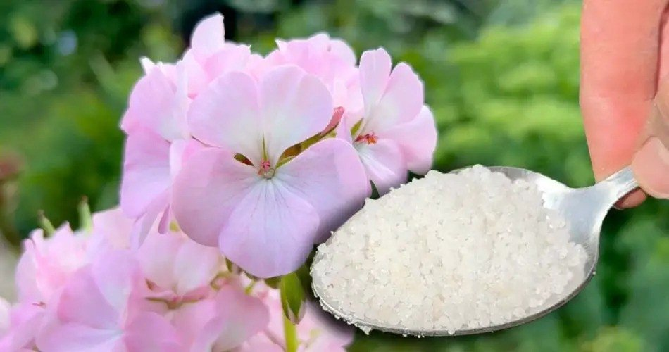 No lo creerás, pero hace que cualquier planta o flor crezca cinco veces más rápido