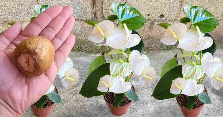 No lo tire de nuevo si quiere poner a los vecinos verdes de envidia: flores y plantas exuberantes