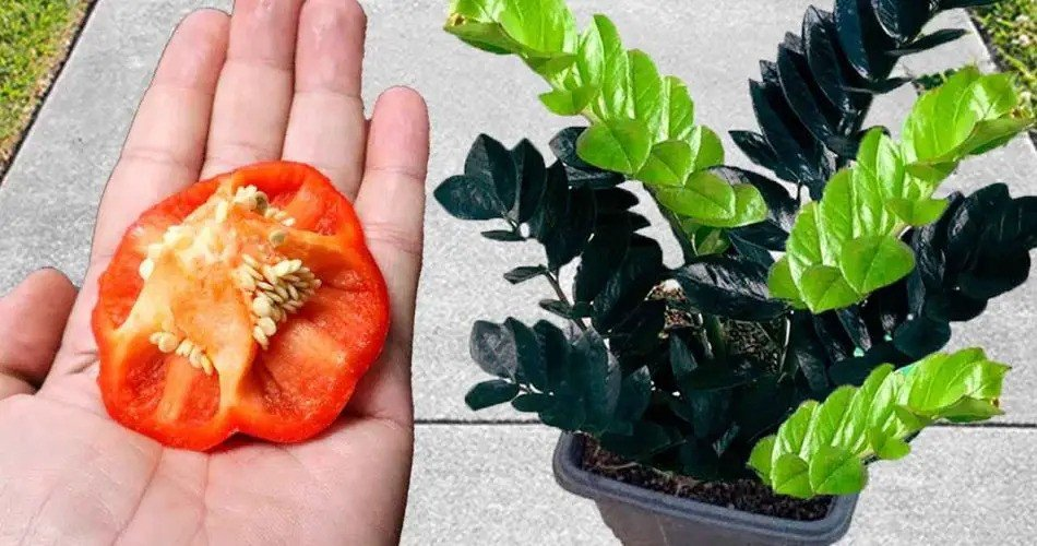 No lo tire, es oro para las plantas: verá cómo crecen visiblemente