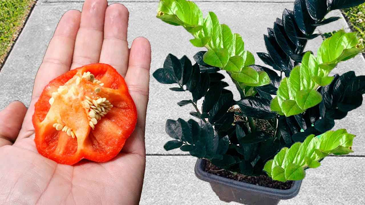 No lo tires, es oro para las plantas: verás cómo crecen visiblemente