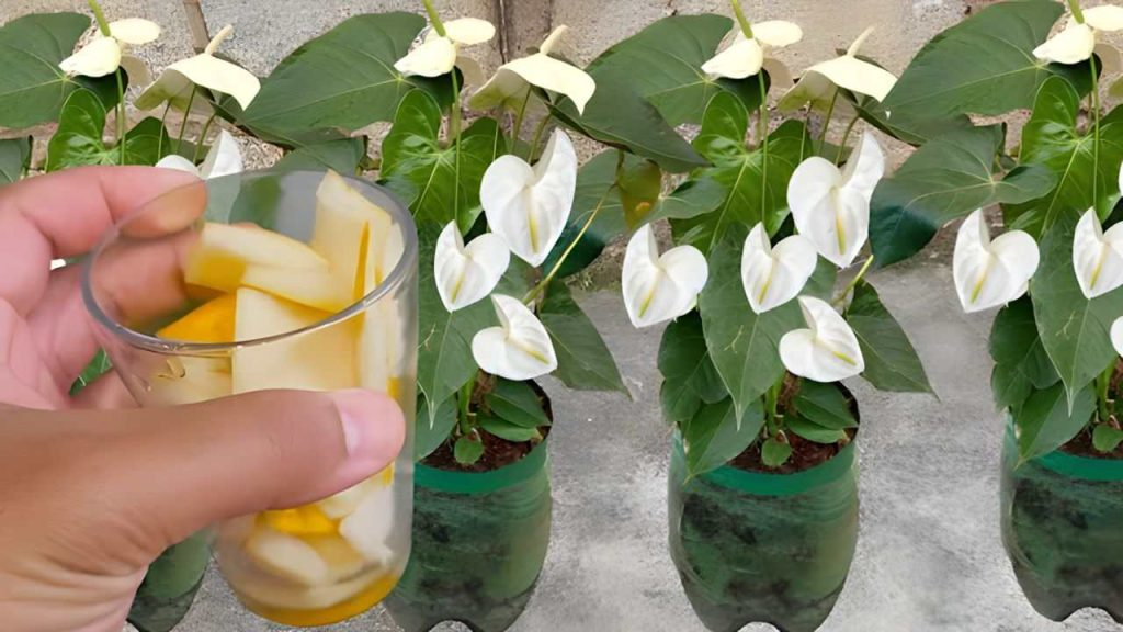 No lo tires más, vale oro para las plantas: crecen durante unos diez años