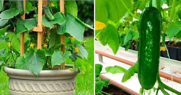 No malgastes tu dinero. Así es como cultivar pepinos en casa