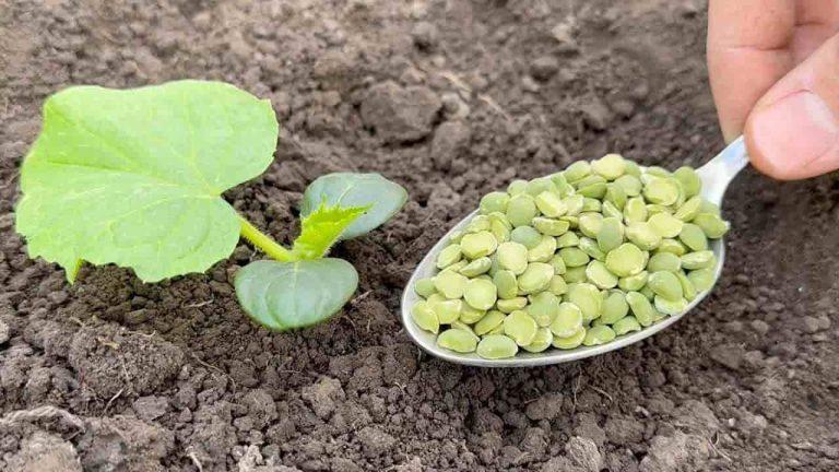 No siembre pepinos sin este ingrediente, duplique la cosecha al instante