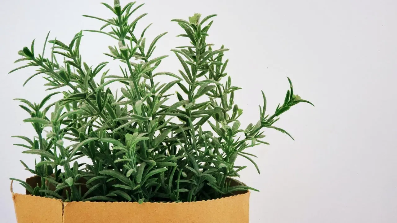 No solo funciona para sus recetas, sino también para los otros beneficios del romero en su jardín