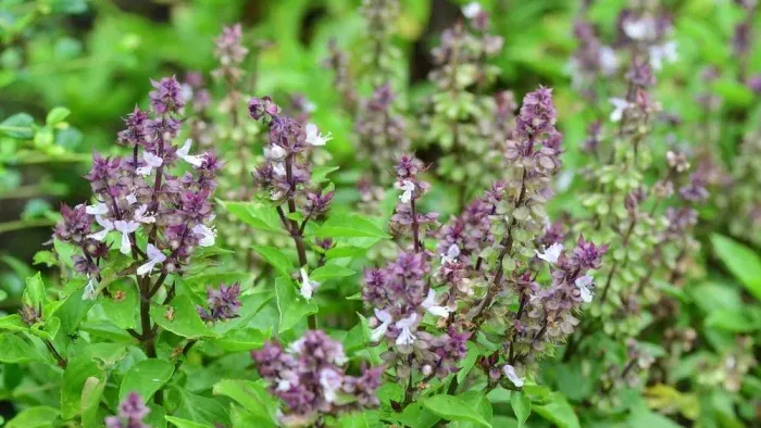 No tires las hojas de albahaca: aquí 8 formas de usarlas