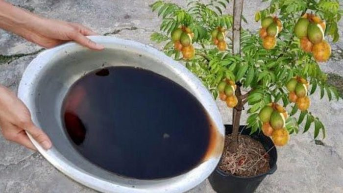 No tires más las cáscaras de cebolla, pueden resolver uno de los mayores problemas de tus plantas