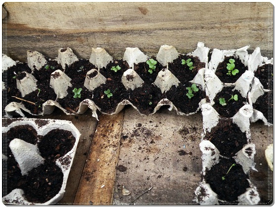 No tires tus cartones de huevos vacíos: 3 trucos para usarlos