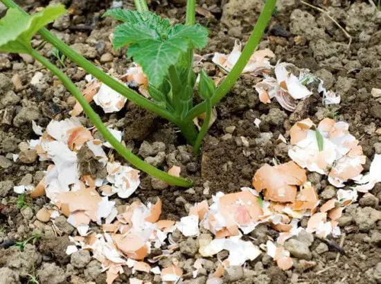 Nunca plante tomates sin esto: tendrás una cosecha 3 veces mayor y tomates grandes