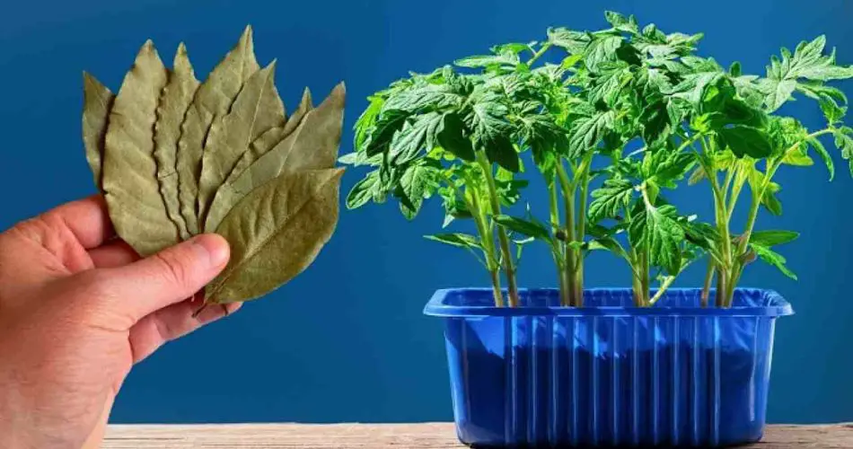 Nunca plantes tomates y pimientos sin esto, verás: crecerán sin parar