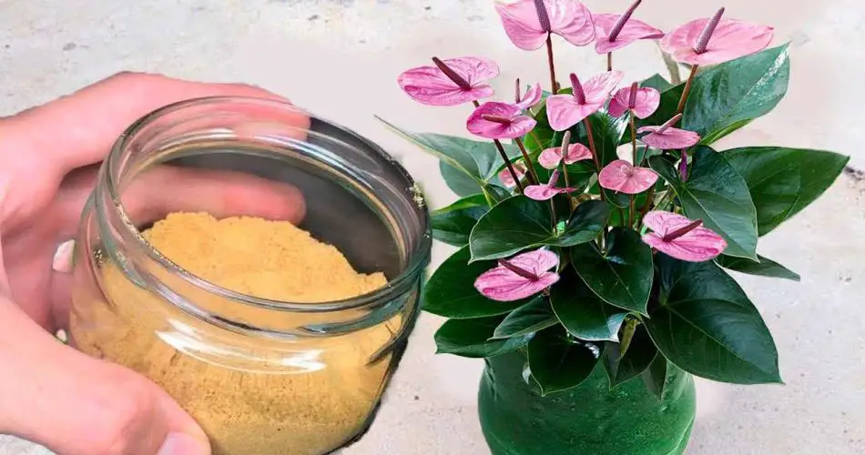 Nunca volverás a usar otro fertilizante mejor que este – solo necesitas 2 ingredientes