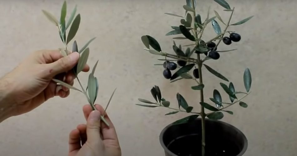 Olivo, el truco para multiplicarlo infinitamente a partir de una ramita: todo sin costo alguno