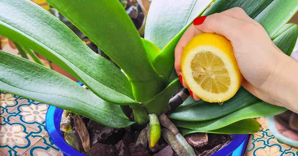 Orquídea: cómo lograr una hermosa floración y mantener la planta saludable