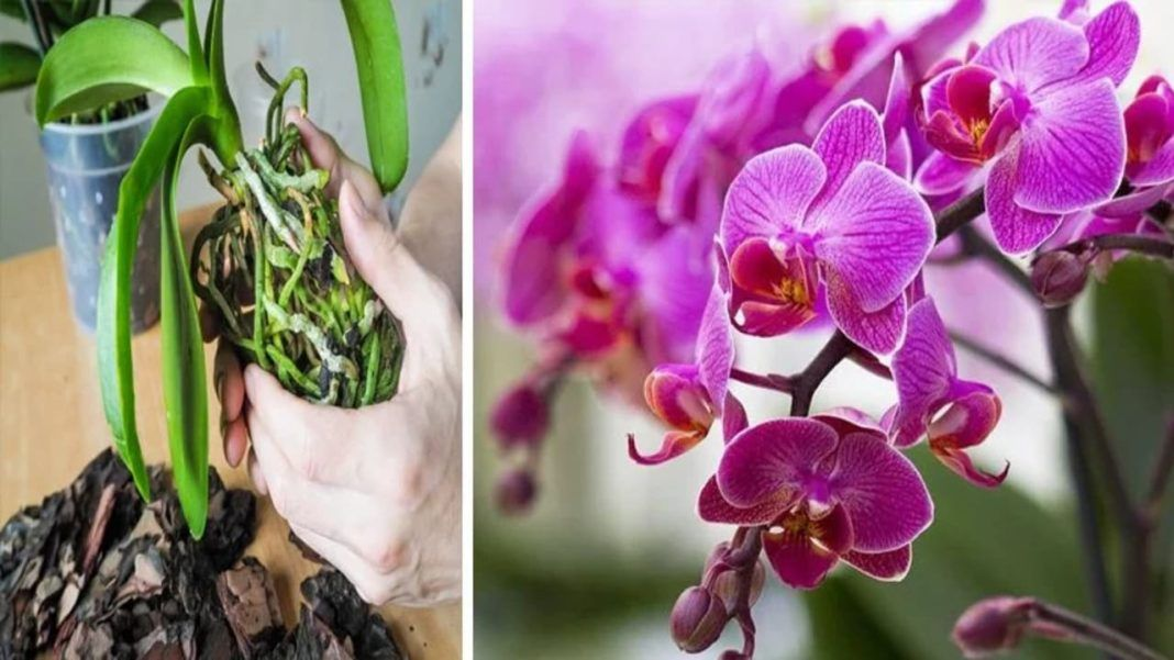 Orquídea, en verano sufre el calor: si olvidas esto en septiembre, la verás muerta