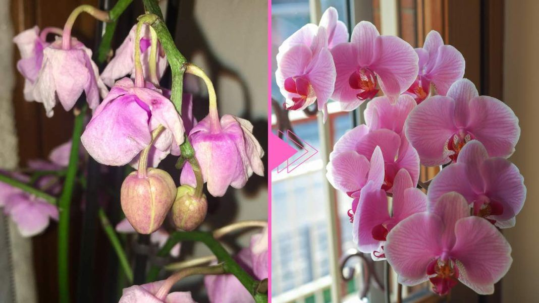 Orquídea marchita, aún hay esperanza: con este ingrediente revive nuevamente