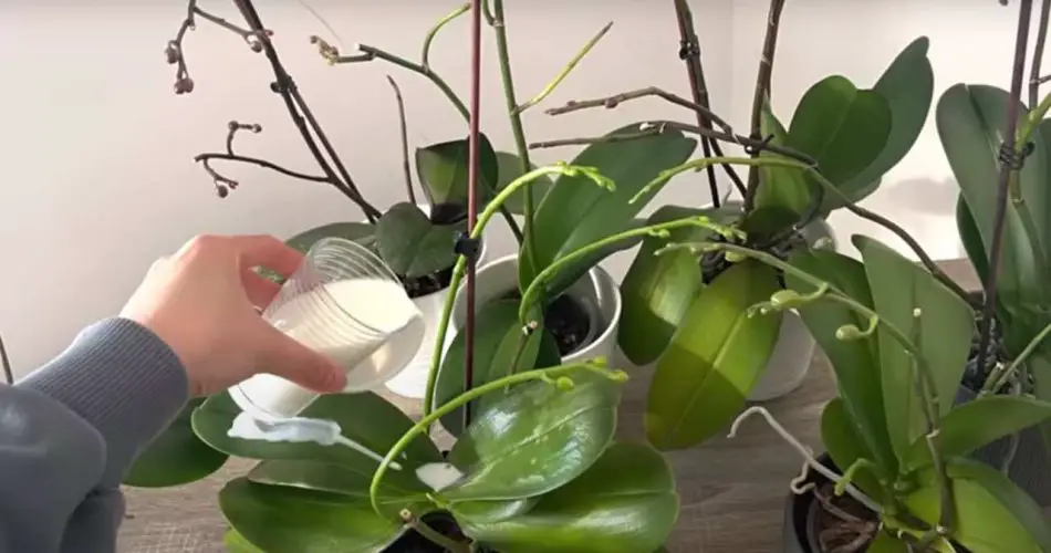 Orquídea muy frondosa, si la riegas con esto será 10 veces más hermosa