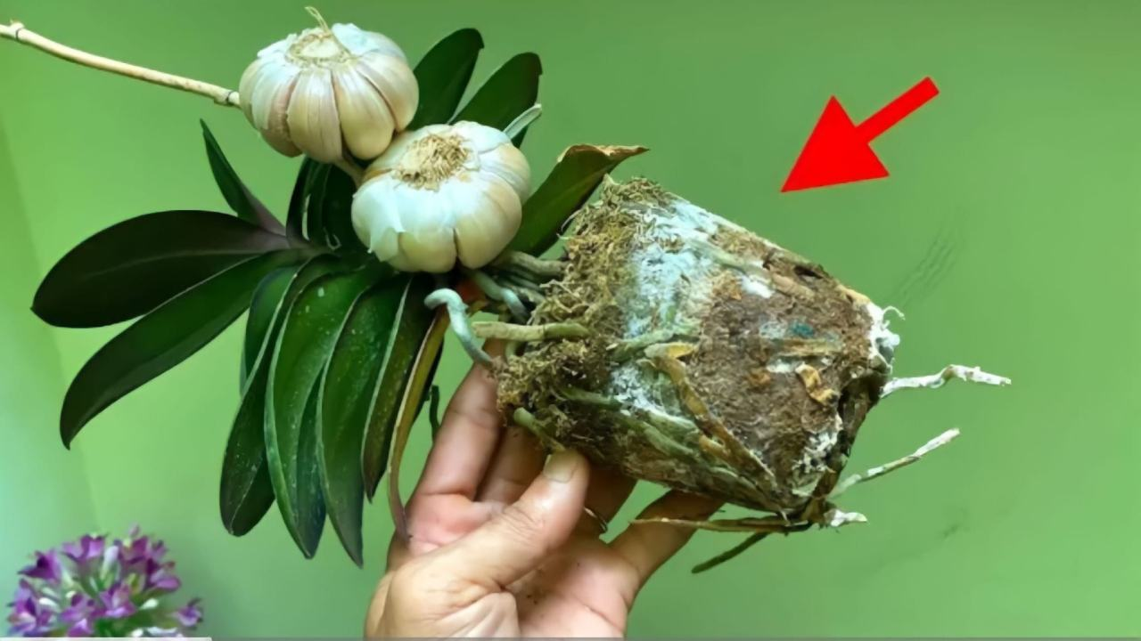 Orquídea, si la plantas así siempre estará exuberante: pocos lo hacen