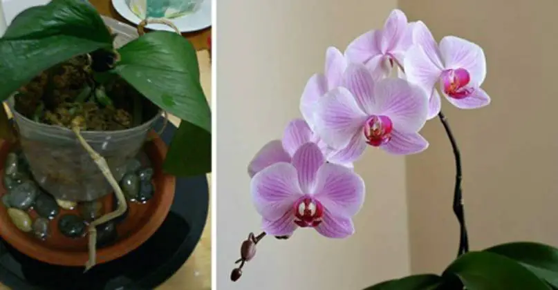 Orquídea, si la riegas así, se vuelve inmortal: este es el truco