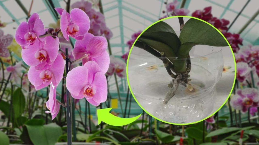 Orquídea sin raíz, el secreto para revivirla en solo unos días: cómo lo hacen los jardineros
