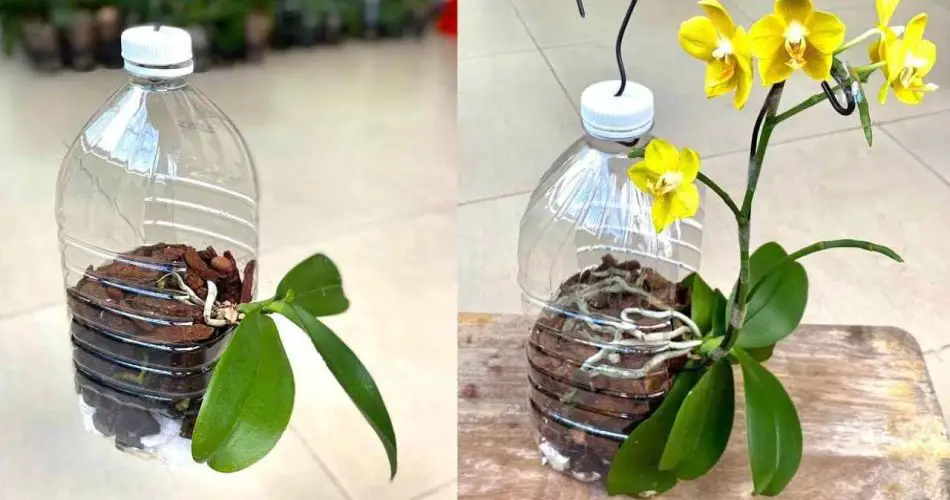 Orquídea, solo si la plantas así crece rápido y no se pudre