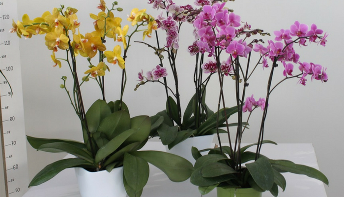 Orquídeas: 10 consejos simples y efectivos para hacerlas florecer de nuevo