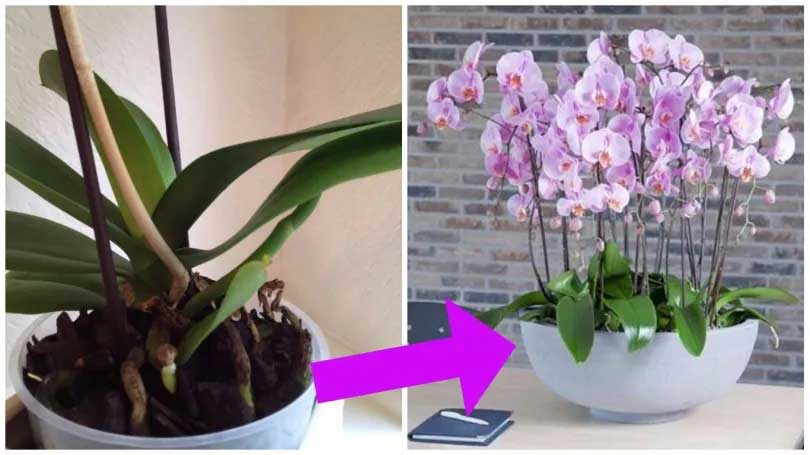 Orquídeas: 5 consejos simples y efectivos para revitalizarlas