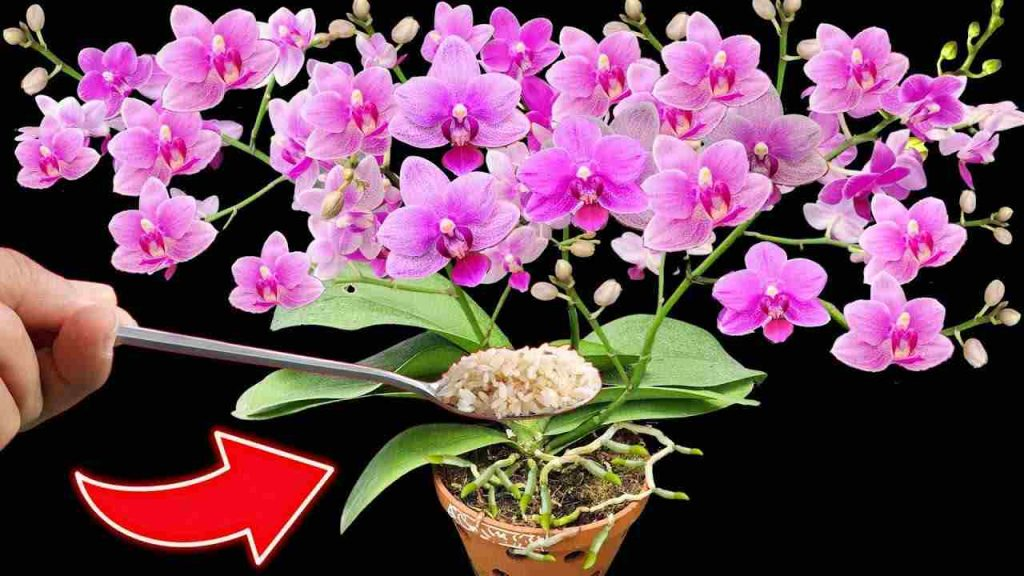 Orquídeas, cómo hacer florecer 100 flores al mismo tiempo: Nunca había visto algo así