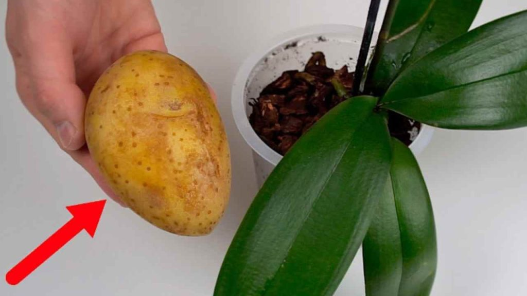 Orquídeas, el secreto para un crecimiento rápido y saludable revelado: Hazlo fácil