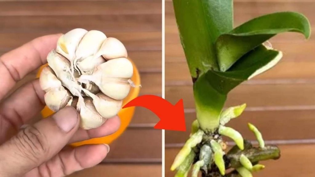Orquídeas, solo con este truco los jardineros logran que vivan muchos años