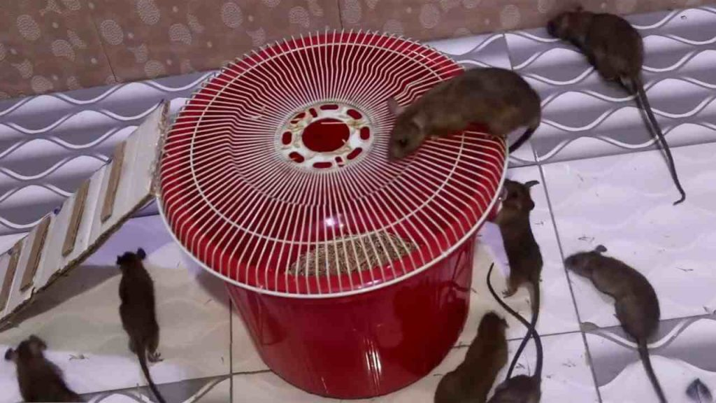 Para atrapar ratones, basta una caja de plástico: esta trampa es muy sencilla