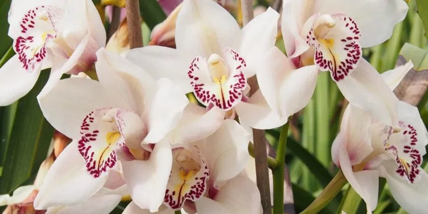 Para salvar una orquídea perezosa, seca o sin raíces y devolverle la salud rápidamente, este truco gratuito sería suficiente