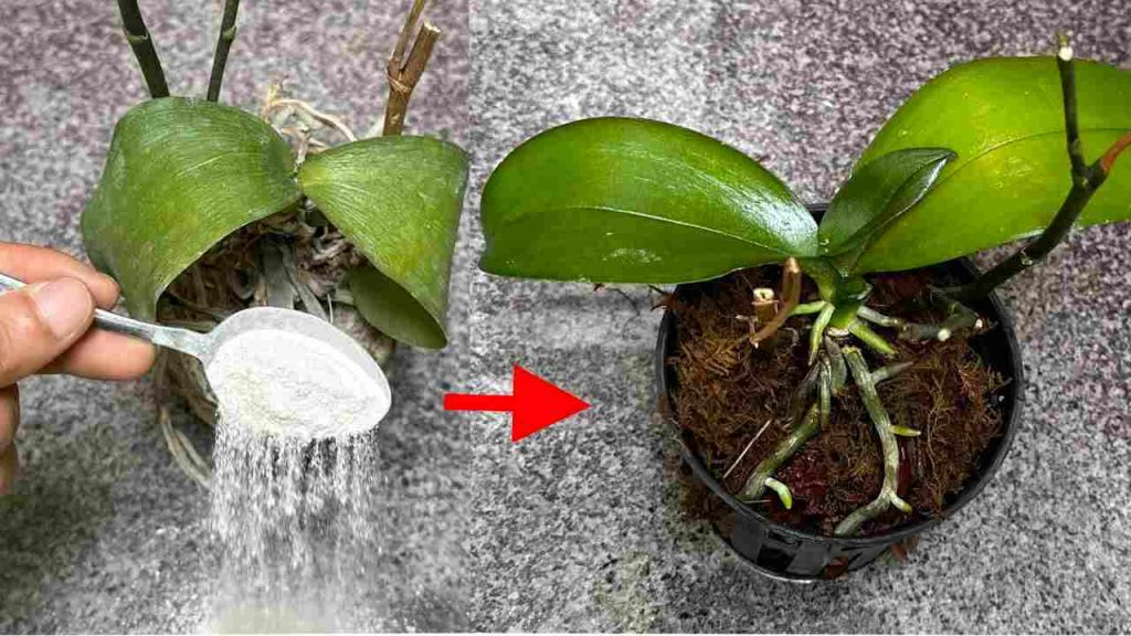 Parece casi imposible, pero es completamente cierto: resucita tus plantas muertas