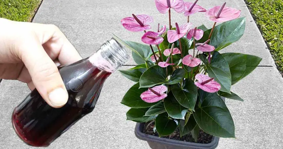 Parece increíble, pero habrá una explosión de flores con una sola aplicación