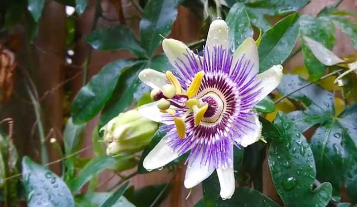 Pasiflora: cultivo, cuidado, trasplante y floración