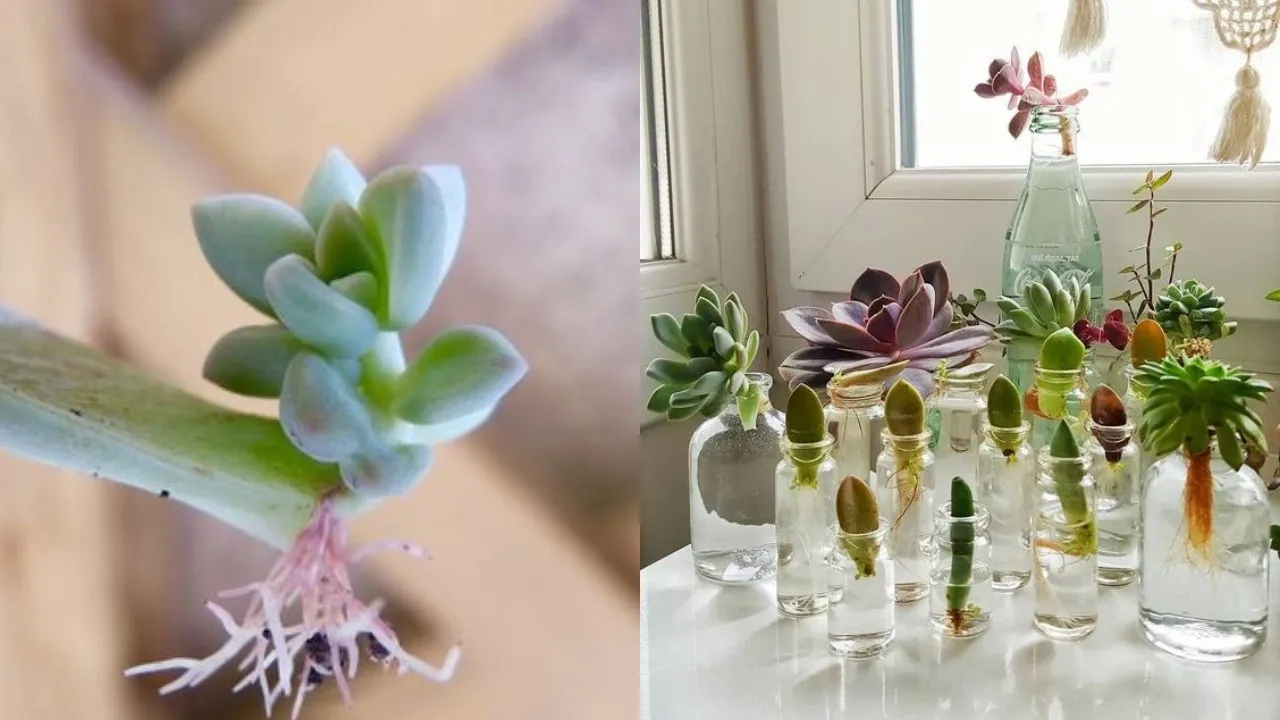 Paso a paso: Cómo cultivar suculentas sin raíz