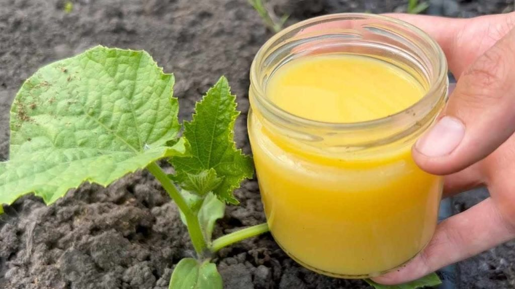 Pepinos, tomates y calabacines crecen al instante: frutas en abundancia