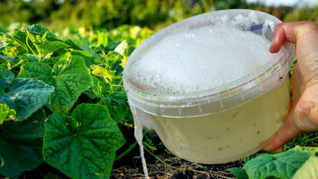 Pepinos, tomates y pimientos crecen sin parar con este ingrediente popular