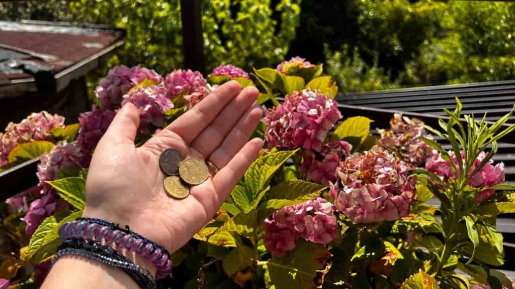 Piezas de cobre en las flores del jardín – lo único que ocurre en 1 mes