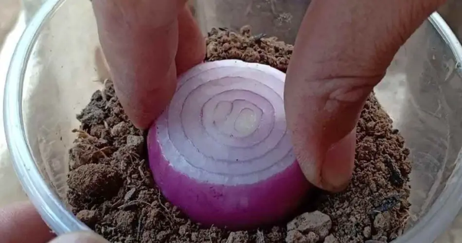 Plantar cebollas en un vaso lleno de tierra: qué sucede 7 días después