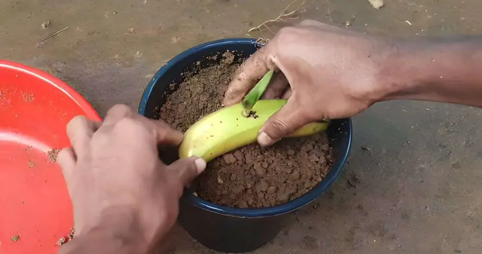 Plantar un plátano en la tierra: es sorprendente lo que ocurre después de 7 días