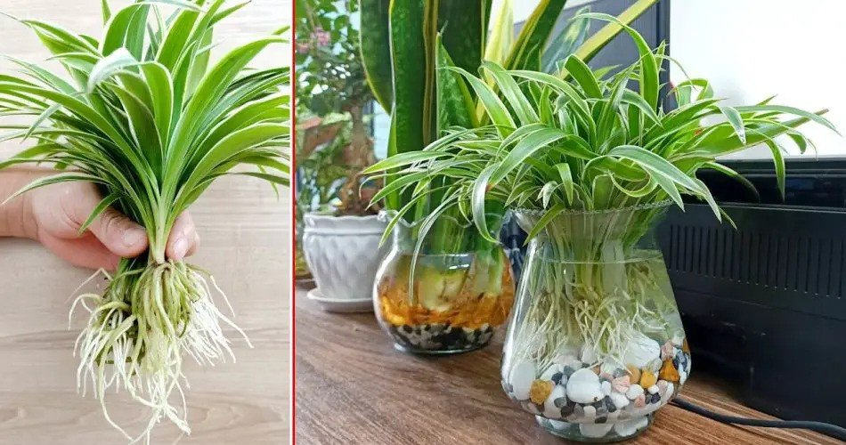 Plantas de interior con cuerdas de araña: maravillas curativas de la naturaleza