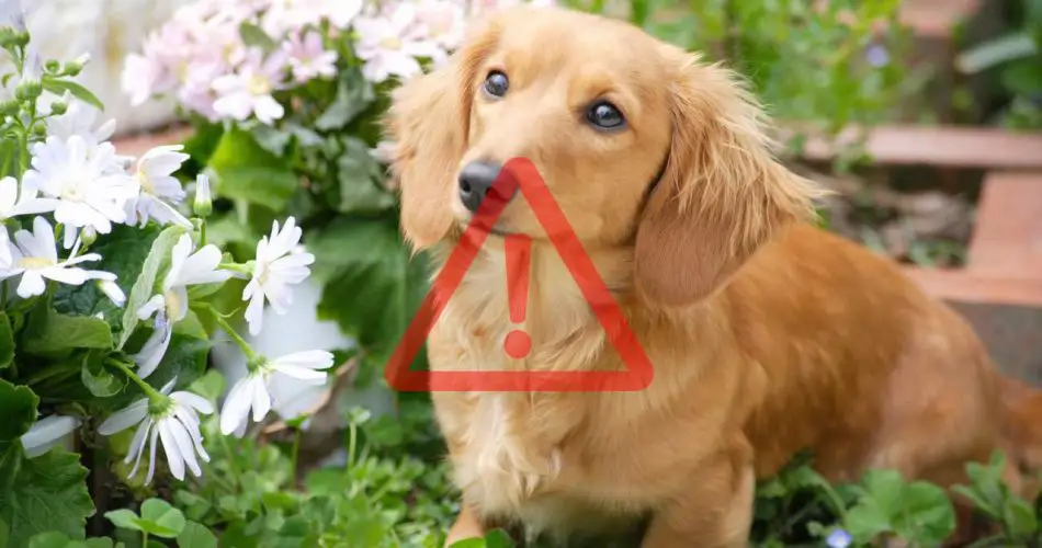 Plantas hermosas pero tóxicas para perros y gatos. Verifica si las tienes: la lista