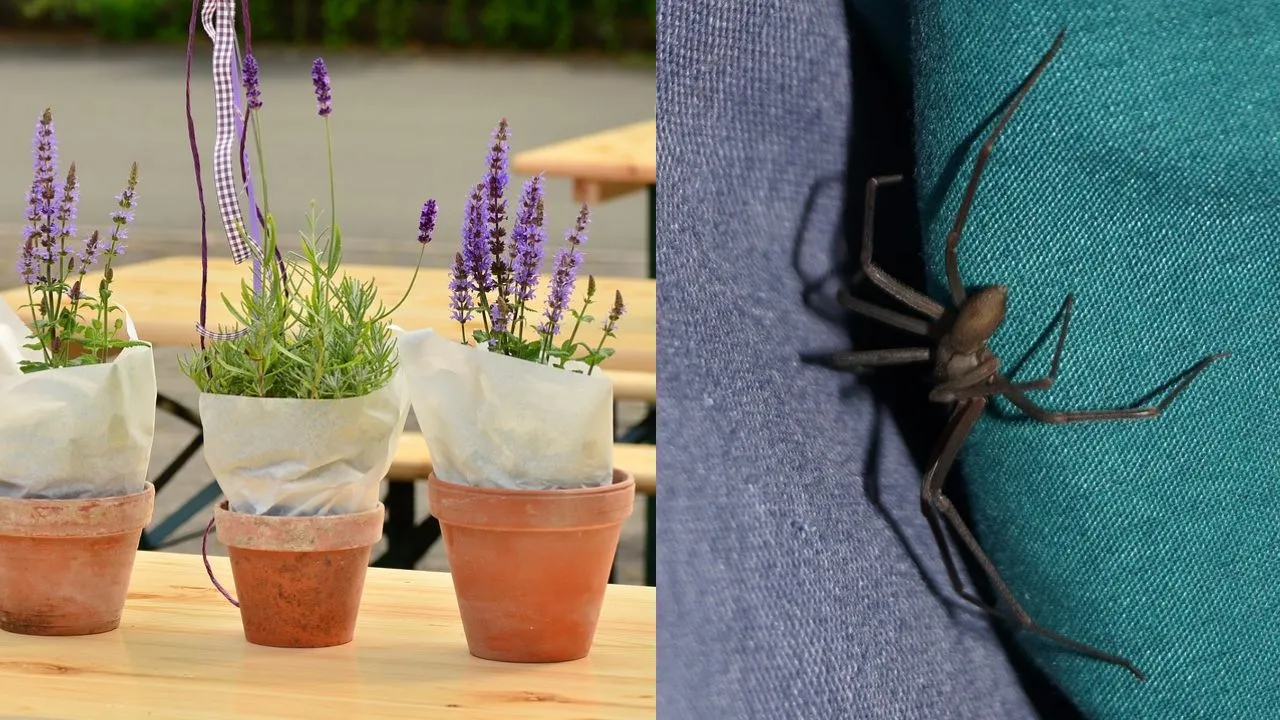 Plantas para ahuyentar arañas, hormigas, mosquitos y escorpiones, y dónde colocarlas