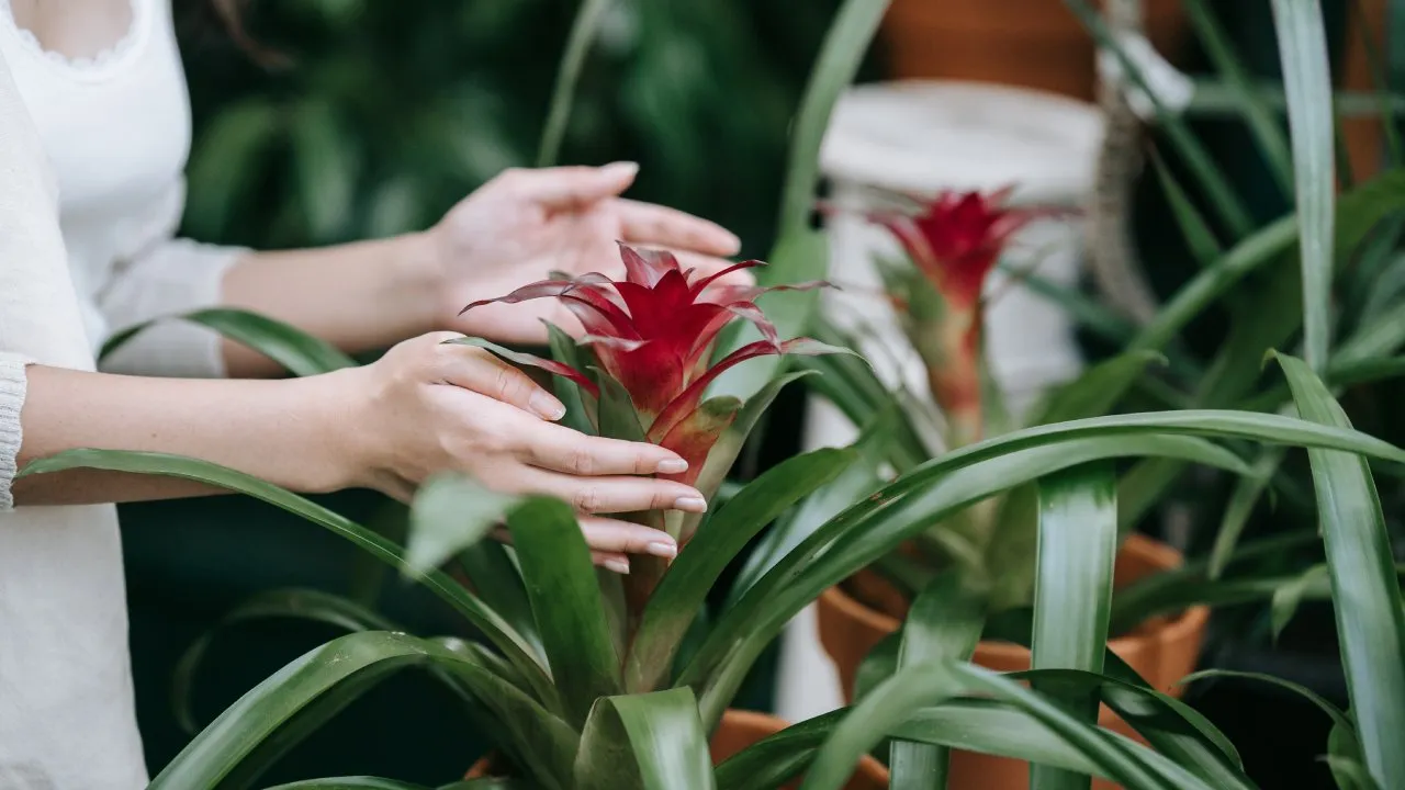 Plantas que te ayudan a eliminar los malos olores de tu hogar