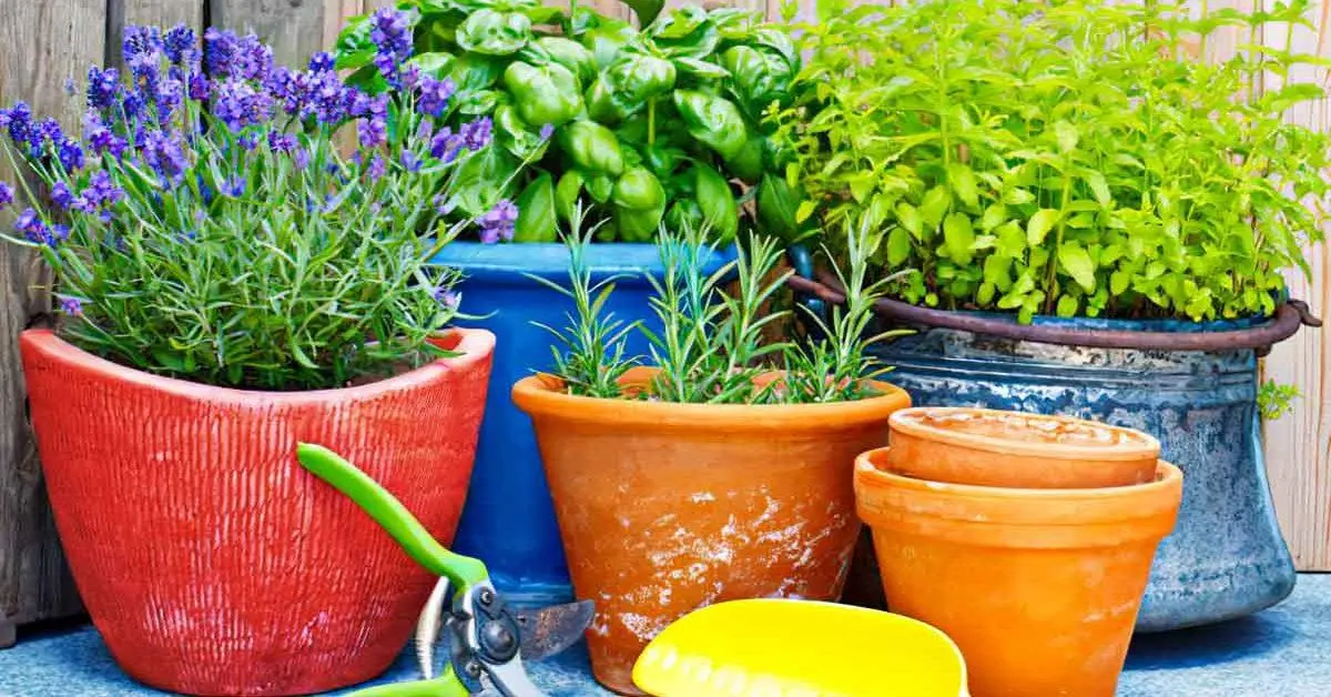 Plantas repelentes de mosquitos: soluciones naturales para mantener alejados a los pequeños intrusos